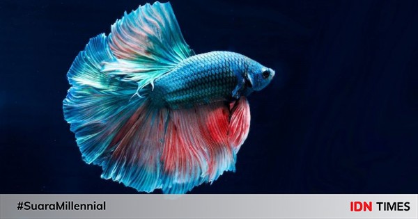 7 Jenis Ikan Cupang Termahal Di Indonesia Tembus Rp25 Juta