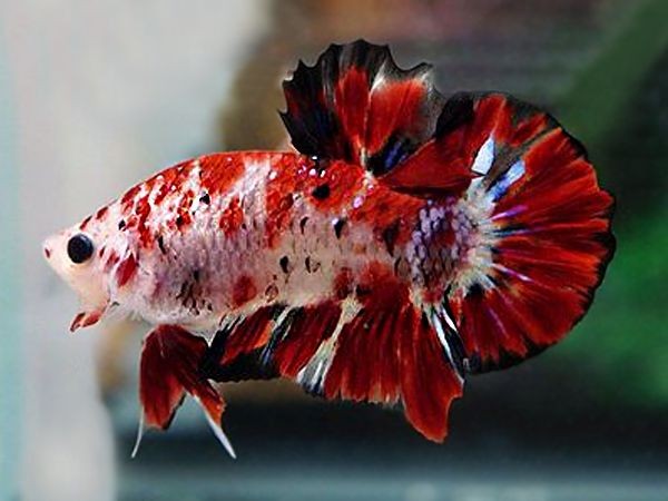 7 Jenis Ikan Cupang Termahal di Indonesia, Tembus Rp25 Juta!