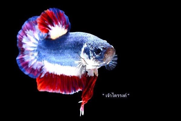 Ini Dia 7 Ikan Cupang Paling Mahal Di Indonesia Harganya Fantastis