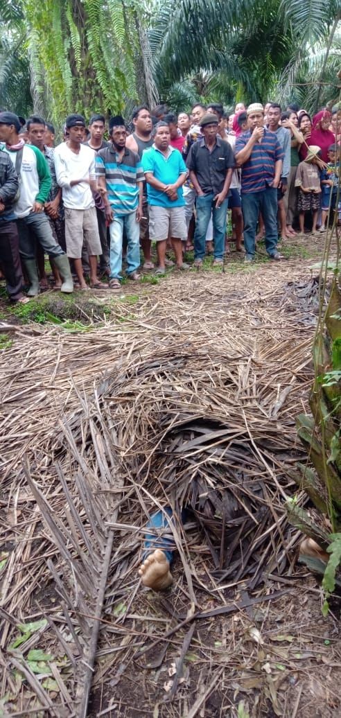 Ditutupi Pelepah, Jenazah Wanita Ditemukan di Sekitar Kebun Sawit