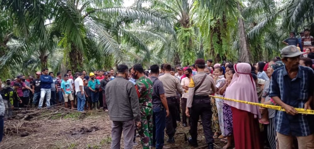 Ditutupi Pelepah, Jenazah Wanita Ditemukan di Sekitar Kebun Sawit