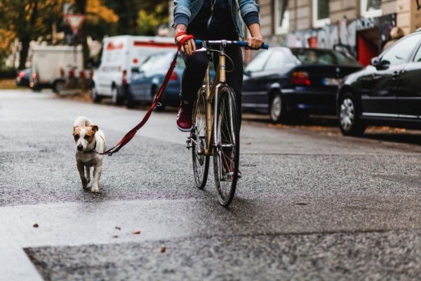 Mau Mengajak Anjing Kesayangan Gowes Bareng? Perhatikan Dulu 4 Hal Ini
