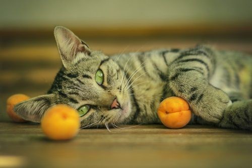 do cats like fruit