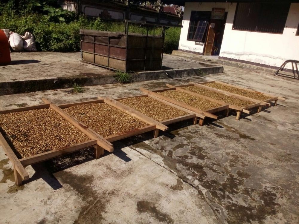 Lagi Panen Raya, Tetapi Harga Kopi Tabanan Alami Penurunan