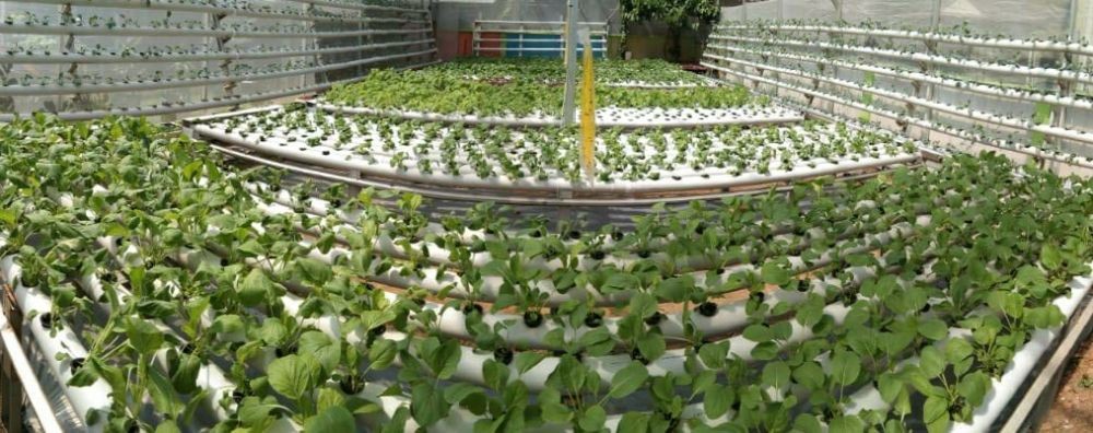 Tekun Tanam Sayuran, Hidroponik Green House Raih Omzet Puluhan Juta