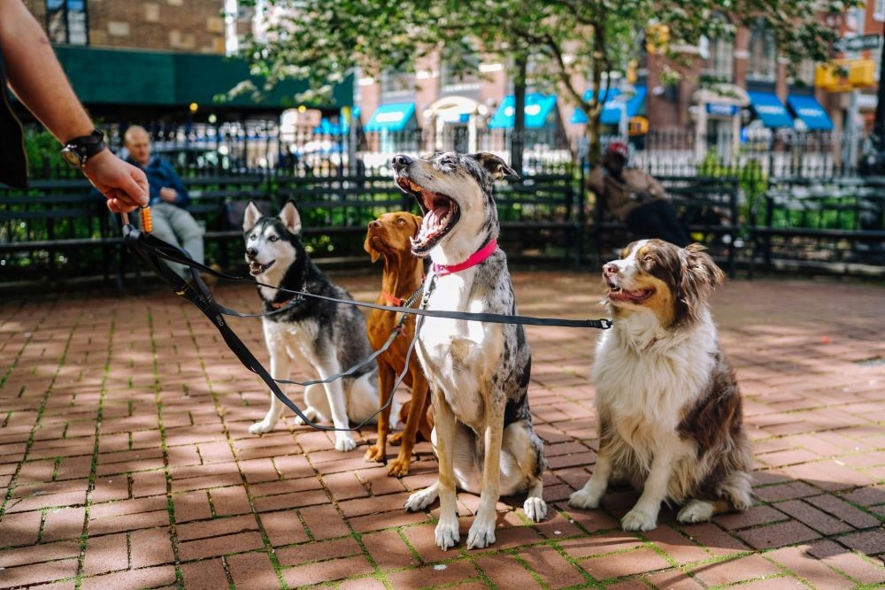 Waspada Gigitan Anjing Ya, Stok VAR di Tabanan Tinggal 300 Vial Nih!