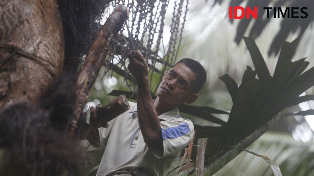 Mengenal Lontar, Flora Identitas Sulawesi Selatan
