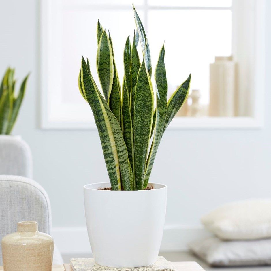 5 Jenis Sansevieria  Lidah Mertua yang Bisa Mempermanis 