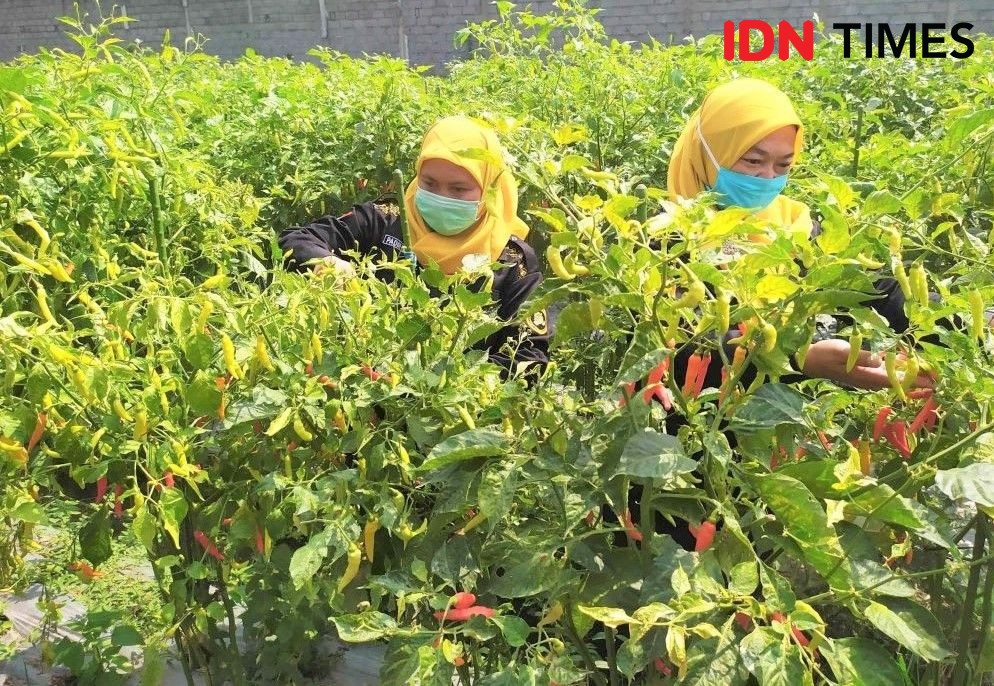 Masuk Musim Hujan, Harga Cabai Merah di Kota Bandung Makin Pedas!