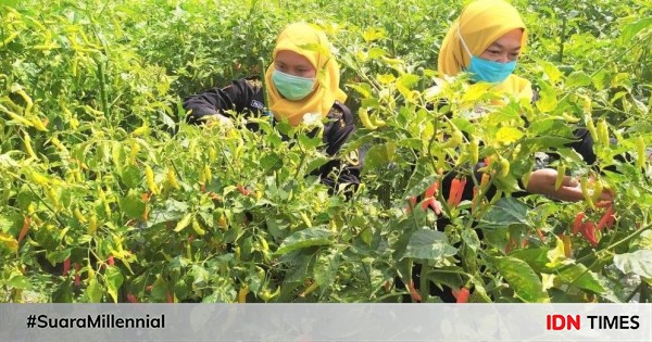 Mentan syl: pertanian sektor yang menjanjikan di tengah pandemik 