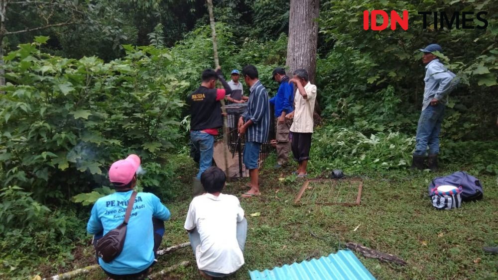 Harimau dan Beruang Madu Keluar Hutan, 4 Ternak Warga Jadi Korban  