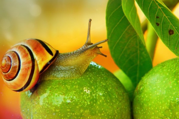 Manfaat Lendir Siput untuk Meremajakan Kulit Mata