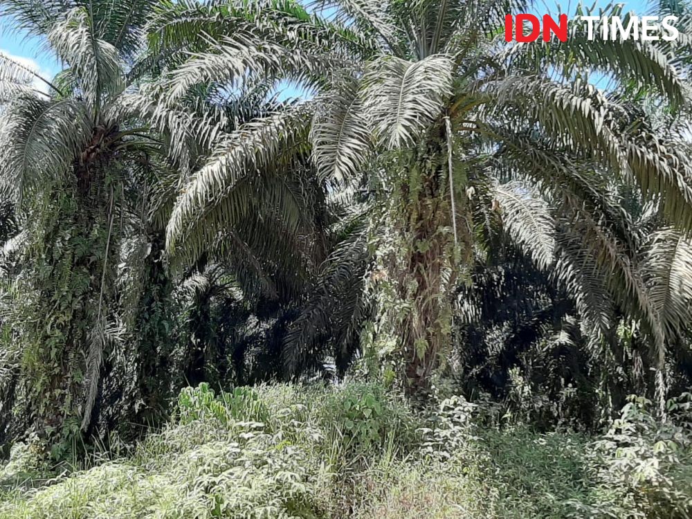 Pengelolaan Area dengan Nilai Konservasi Tinggi Perkebunan di Kaltim