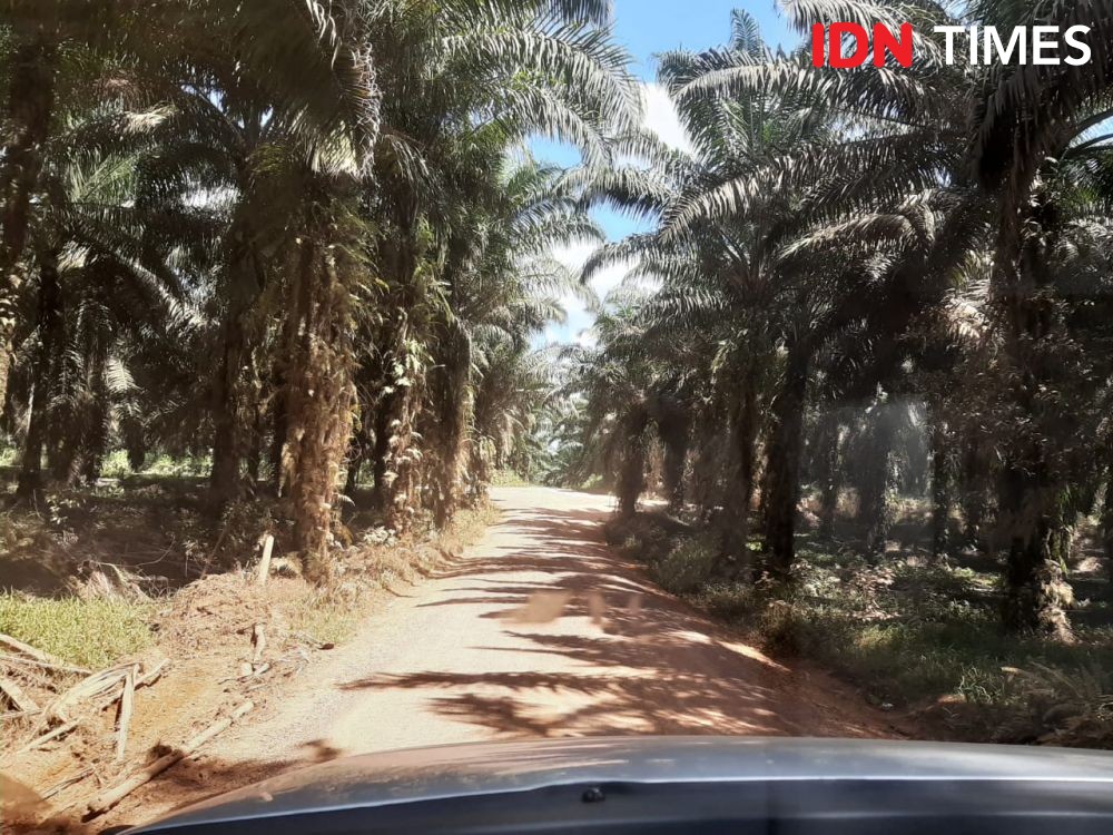 Sawit Tumbuh Subur hingga Daerah Aliran Sungai Langkat, Ini Dampaknya