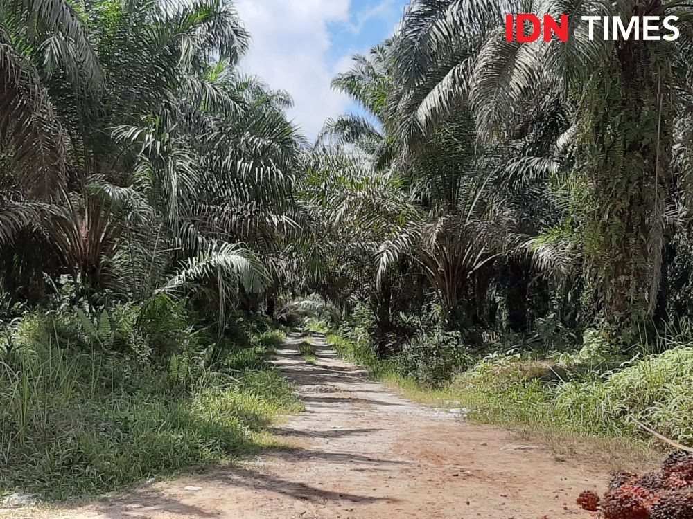 Konsep Biofuel Sawit Picu Deforestasi Besar-besaran di Sumsel