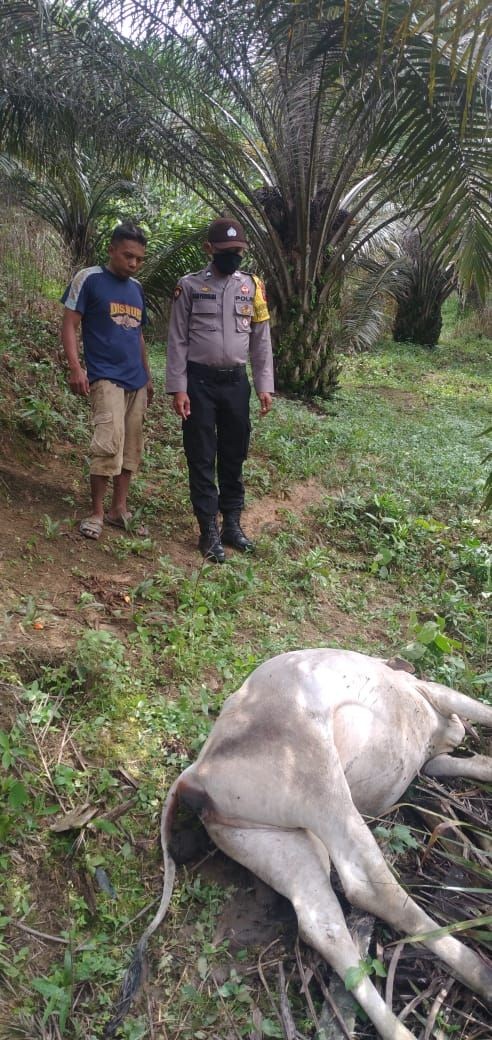 Harimau Sumatra Diduga Kembali Memangsa Lembu di Langkat