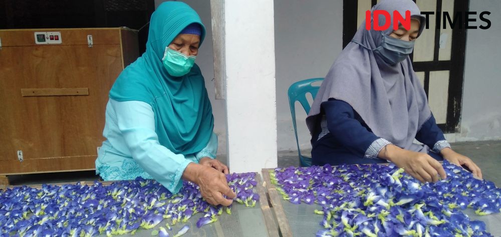 Sekilo Bunga Telang Dihargai Rp500 Ribu, Diminati hingga Bangladesh  