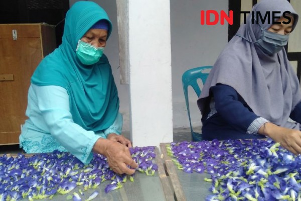 Sekilo Bunga Telang Dihargai Rp500 Ribu, Diminati hingga Bangladesh