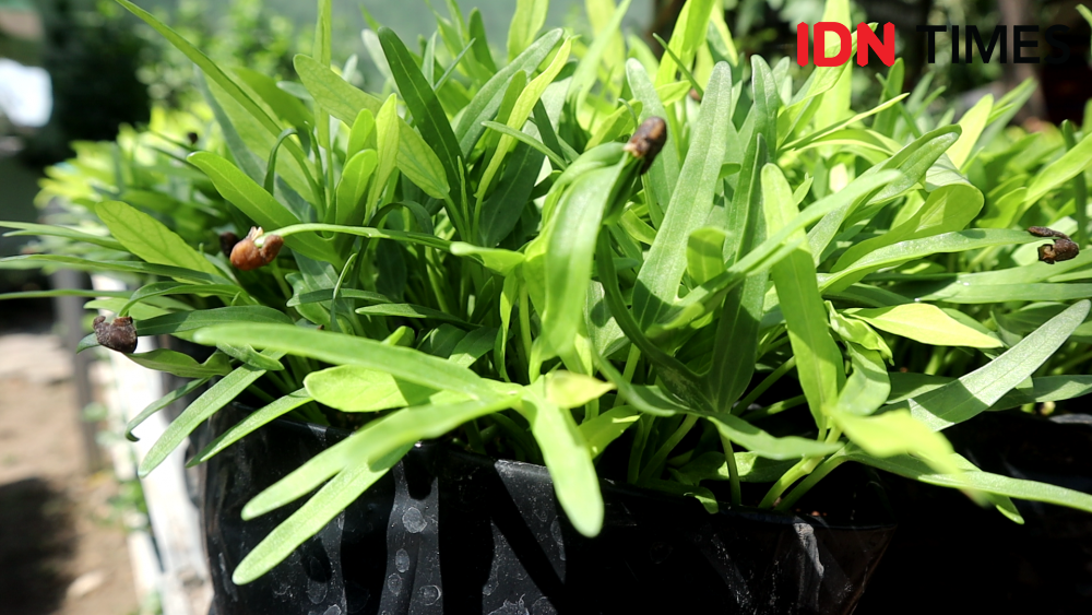 8 Trik Cerdas Mengoptimalkan Area Kebun Sayur yang Sempit