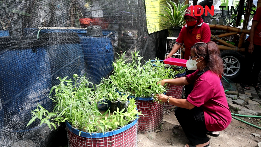 Mini Minaponik Solusi Ketahahan Pangan Warga Solo di Masa Pendemik