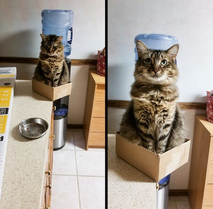 13 Pose Gemas tapi Kocak Kucing Melawan Gravitasi, Busyet Kayak Alien!