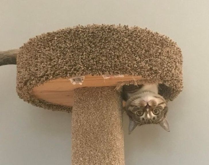 13 Pose Gemas tapi Kocak Kucing Melawan Gravitasi, Busyet Kayak Alien!