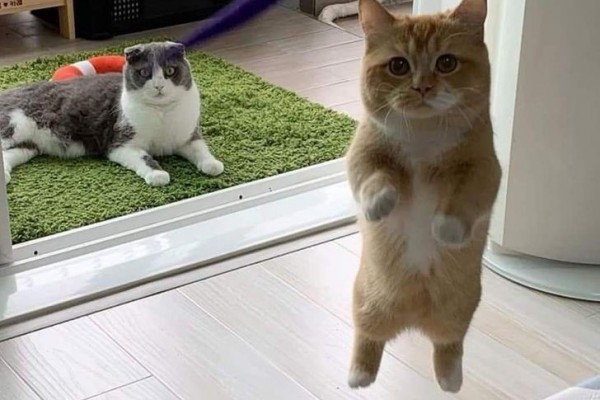 13 Pose Gemas tapi Kocak Kucing Melawan Gravitasi, Busyet Kayak Alien!