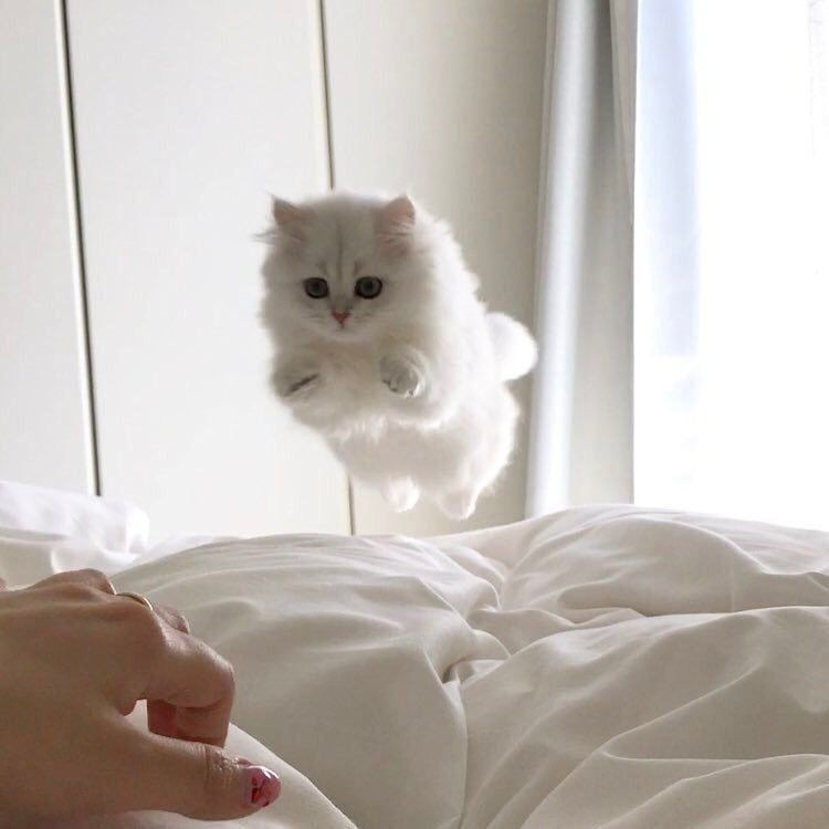 13 Pose Gemas tapi Kocak Kucing Melawan Gravitasi, Busyet Kayak Alien!