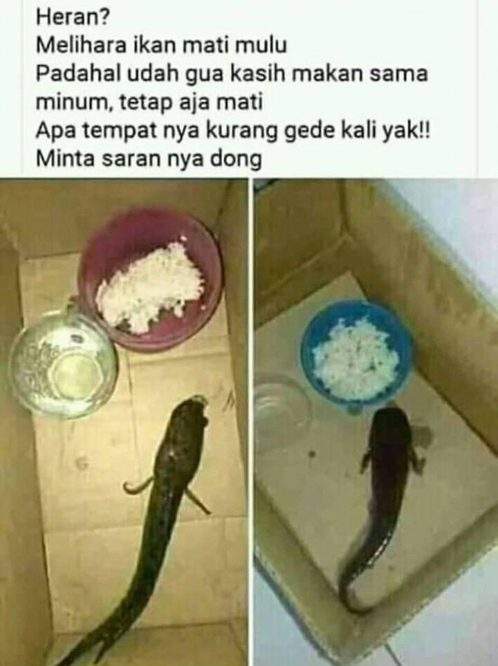 10 Postingan Kocak Minta Solusi Ini Bikin Mikir Keras Pas Mau Jawab!