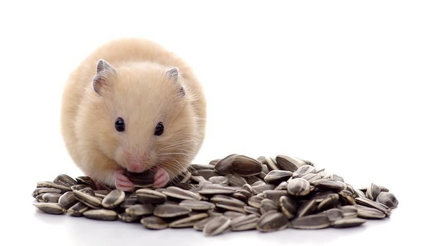 7 Cara Memelihara Hamster untuk Pemula, Gampang kok!