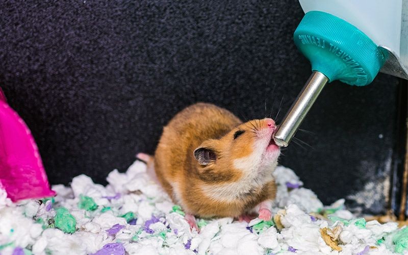 7 Cara Memelihara Hamster untuk Pemula, Gampang kok!