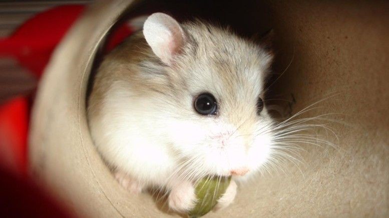 7 Cara Memelihara Hamster untuk Pemula, Gampang kok!