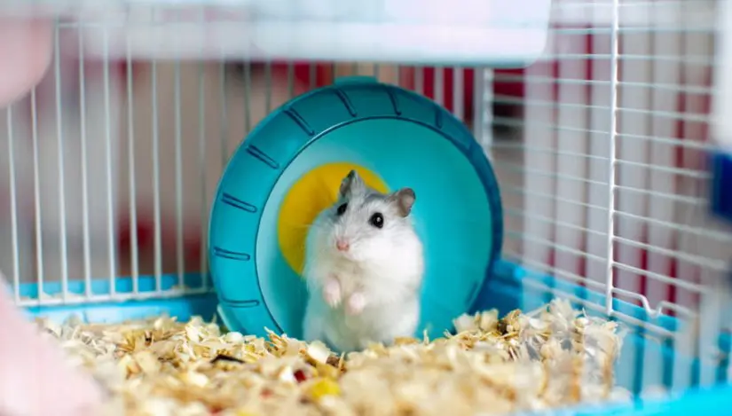 7 Cara Memelihara Hamster untuk Pemula, Gampang kok!