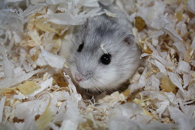 7 Cara Memelihara Hamster untuk Pemula, Gampang kok!