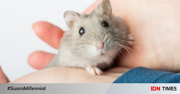 7 Cara Memelihara Hamster Untuk Pemula Gampang Kok