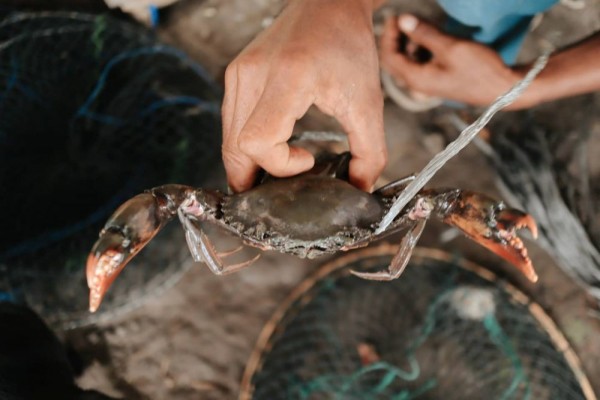 Yagasu Market dan Ubisdikanet Bantu Nelayan Jual Ikan Secara Online