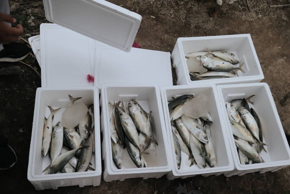 Yagasu Market dan Ubisdikanet Bantu Nelayan Jual Ikan Secara Online 