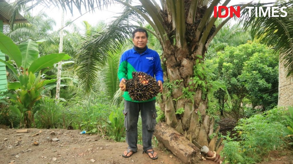 Pertama di Dunia, Petani Sawit Indonesia Dapatkan Sertifikasi RSPO