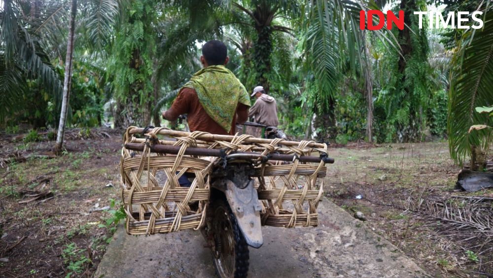 Perjuangan Petani Dapatkan Standar Sawit Hijau di Tapanuli Selatan