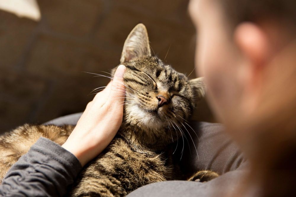 7 Cara Mengelus Kucing yang Benar Menurut Sains, Ada Area Terlarang!