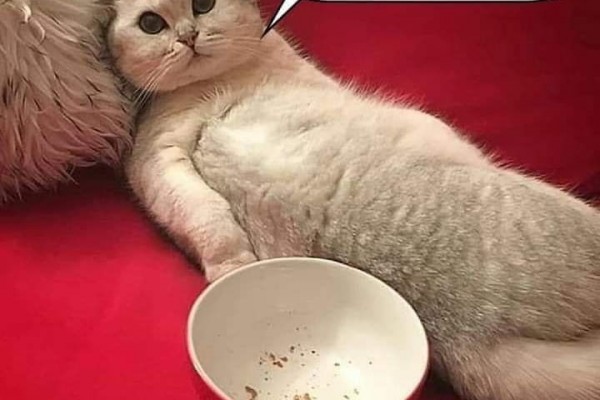 10 Meme Kocak Saat Hewan Peliharaan Jadi Majikan, Ngakak