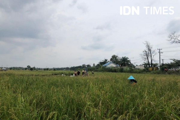 Jelang Kemarau, Petani Sumsel Antisipasi 2 Sumber Penyakit Padi