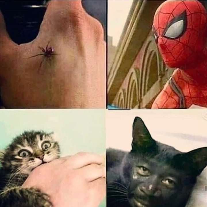 10 Meme Kocak Efek Digigit, Tak Sesuai Ekspektasi
