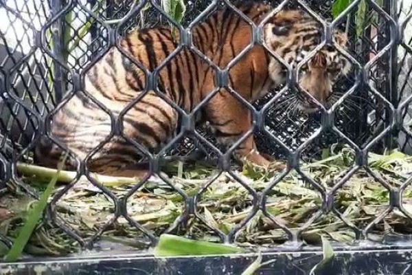 Harimau Sumatera Berhasil Selamat Setelah Beberapa Hari Terjerat