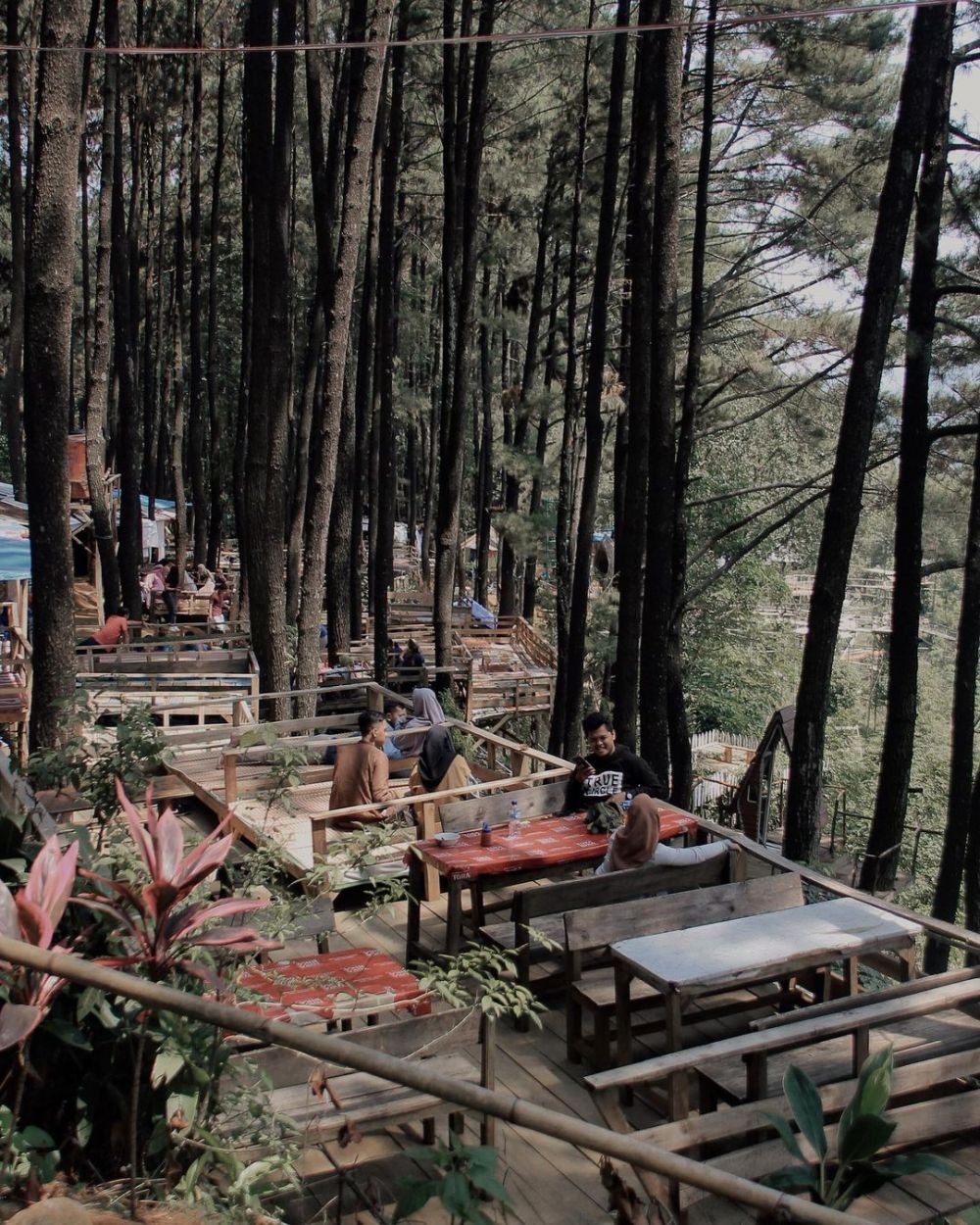 10 Hutan Paling Angker di Pulau Jawa, Banyak Kerajaan Gaibnya