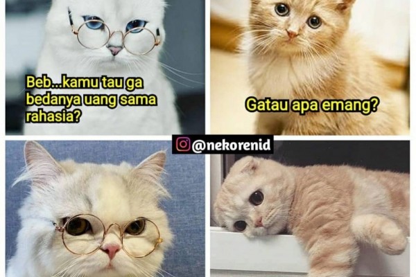 Gagal Romantis 10 Meme Kocak Obrolan Kucing Gombal