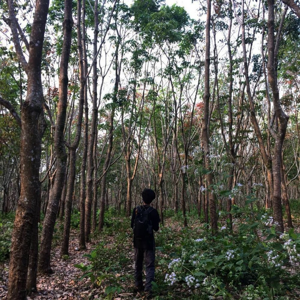 10 Hutan Paling Angker di Pulau Jawa, Banyak Kerajaan Gaibnya