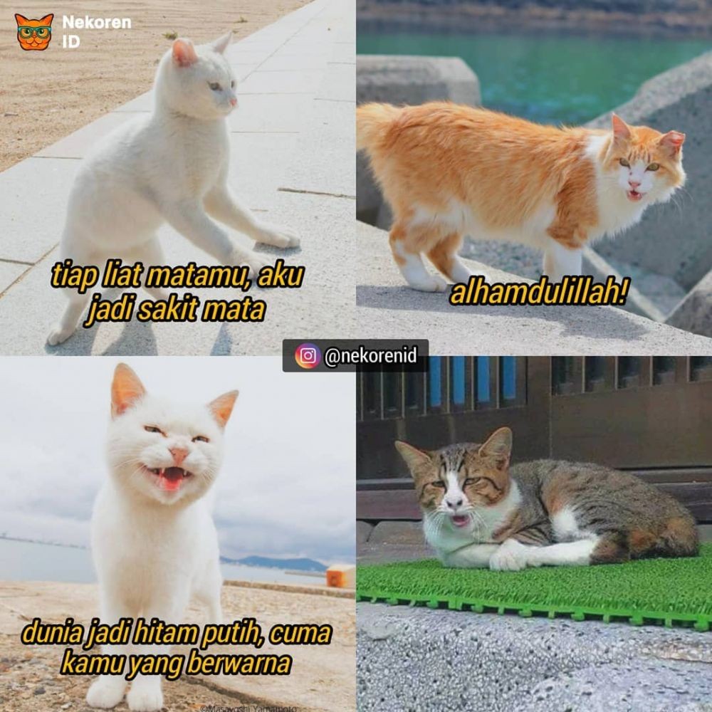 10 Meme  Obrolan Kucing Gombal  Ini Endingnya Gagal Romantis