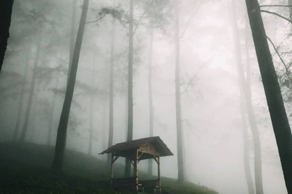 Awas Kesurupan, 10 Hutan di Pulau Jawa Ini Konon Paling Angker