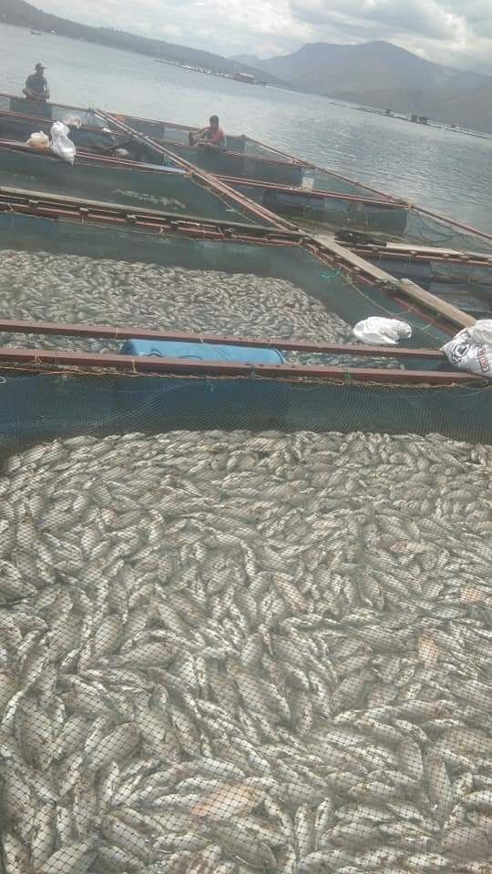 Ratusan Ton Ikan di Danau Toba Mati Mendadak, Ada Apa?